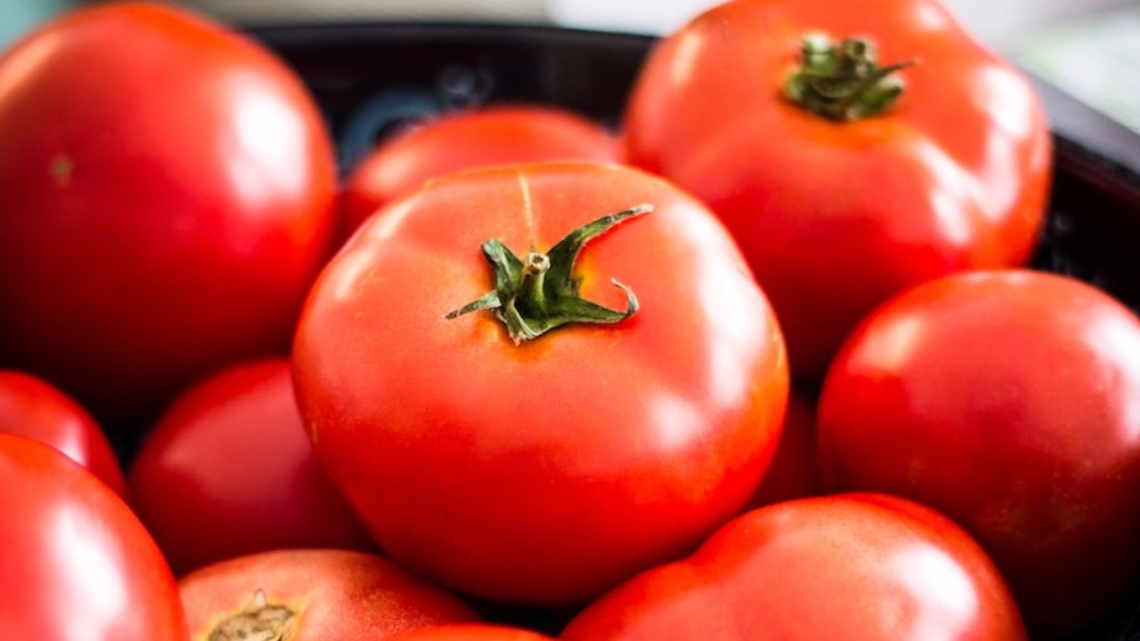 هل البيتموس مفيد للطماطم؟